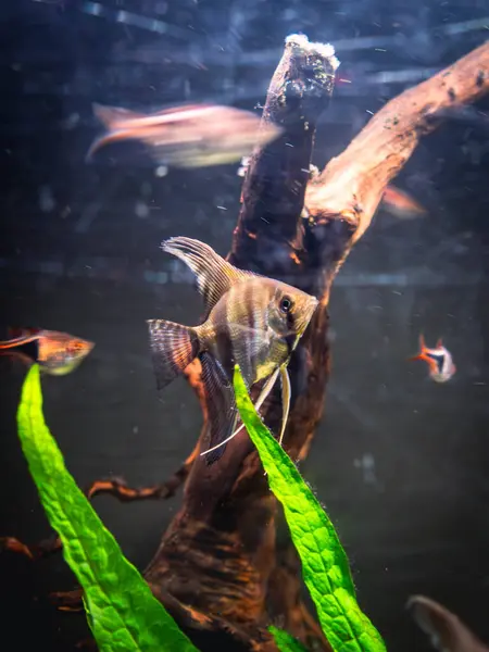 Bir akvaryumda zarif bir şekilde süzülen melek balığı. Çarpıcı bir melek balığı bereketli bir akvaryumda zarif bir şekilde yüzer. Uzun, narin yüzgeçleri hareket ederken açılır. Tank canlı bitki ve kayalarla dolu. Su altında sakin bir yaşam alanı oluşturuyor..