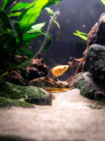 Bir akvaryumda zarif bir şekilde süzülen melek balığı. Çarpıcı bir melek balığı bereketli bir akvaryumda zarif bir şekilde yüzer. Uzun, narin yüzgeçleri hareket ederken açılır. Tank canlı bitki ve kayalarla dolu. Su altında sakin bir yaşam alanı oluşturuyor..