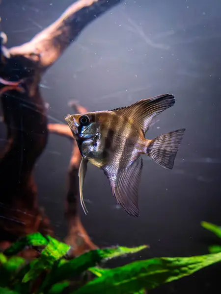 Bir akvaryumda zarif bir şekilde süzülen melek balığı. Çarpıcı bir melek balığı bereketli bir akvaryumda zarif bir şekilde yüzer. Uzun, narin yüzgeçleri hareket ederken açılır. Tank canlı bitki ve kayalarla dolu. Su altında sakin bir yaşam alanı oluşturuyor..