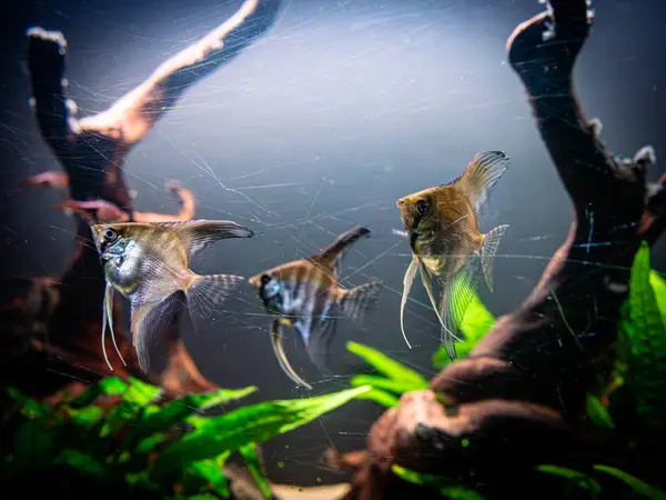 Bir akvaryumda zarif bir şekilde süzülen melek balığı. Çarpıcı bir melek balığı bereketli bir akvaryumda zarif bir şekilde yüzer. Uzun, narin yüzgeçleri hareket ederken açılır. Tank canlı bitki ve kayalarla dolu. Su altında sakin bir yaşam alanı oluşturuyor..