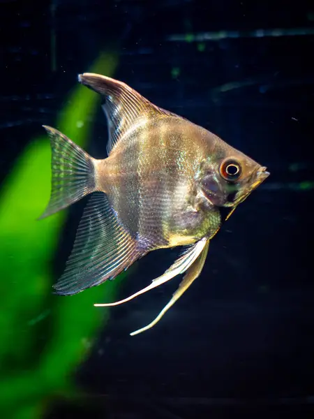 Bir akvaryumda zarif bir şekilde süzülen melek balığı. Çarpıcı bir melek balığı bereketli bir akvaryumda zarif bir şekilde yüzer. Uzun, narin yüzgeçleri hareket ederken açılır. Tank canlı bitki ve kayalarla dolu. Su altında sakin bir yaşam alanı oluşturuyor..