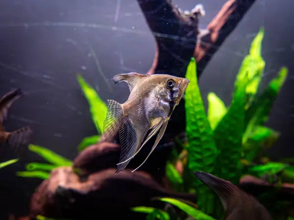 Bir akvaryumda zarif bir şekilde süzülen melek balığı. Çarpıcı bir melek balığı bereketli bir akvaryumda zarif bir şekilde yüzer. Uzun, narin yüzgeçleri hareket ederken açılır. Tank canlı bitki ve kayalarla dolu. Su altında sakin bir yaşam alanı oluşturuyor..