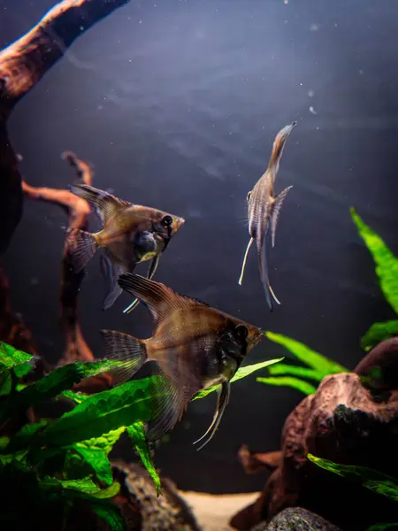 Bir akvaryumda zarif bir şekilde süzülen melek balığı. Çarpıcı bir melek balığı bereketli bir akvaryumda zarif bir şekilde yüzer. Uzun, narin yüzgeçleri hareket ederken açılır. Tank canlı bitki ve kayalarla dolu. Su altında sakin bir yaşam alanı oluşturuyor..