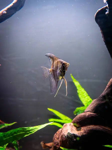 Bir akvaryumda zarif bir şekilde süzülen melek balığı. Çarpıcı bir melek balığı bereketli bir akvaryumda zarif bir şekilde yüzer. Uzun, narin yüzgeçleri hareket ederken açılır. Tank canlı bitki ve kayalarla dolu. Su altında sakin bir yaşam alanı oluşturuyor..