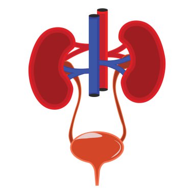 Bu görüntü insan idrar sistemini gösteriyor. Böbrekler, üreterler, idrar kesesi ve kan damarları. Böbrekler kandaki atıkları filtreleyerek idrar üreticilerinden depolama için idrar kesesine giden idrarı üretir..