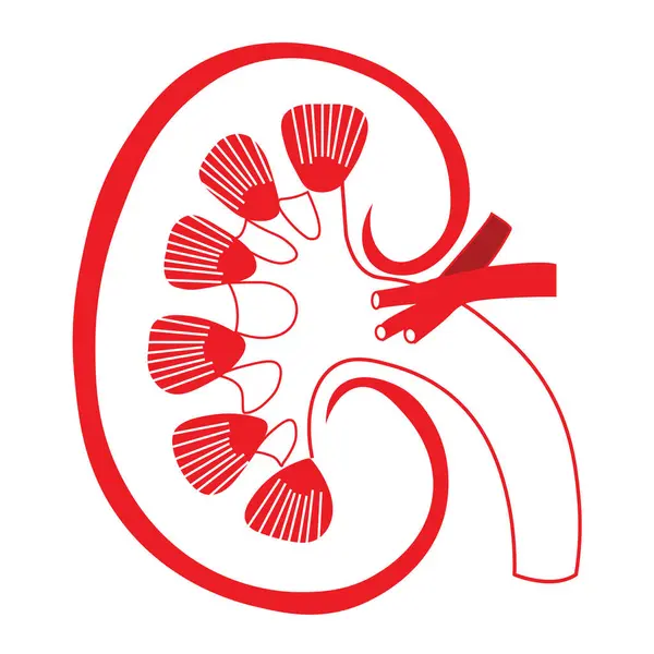 Bu illüstrasyon, kırmızı çizgilerde anahtar yapıları gösteren basit bir insan böbreği görüntüsü sunuyor. Raporda böbreklerin, nefronlar, kan damarları ve filtreleme üniteleri gibi temel bileşenleri vurgulanıyor ve atıkların kaldırılmasındaki rolünün vurgulandığı belirtiliyor.