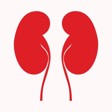 Böbrek, kandaki atığı ve fazla sıvıyı filtreleyerek idrar oluşturan fasulye şeklinde bir organdır. Kan basıncının düzenlenmesinde, elektrolitlerin dengelenmesinde ve kırmızı kan hücresi üretimi ve kemik sağlığı için hormon üretiminde kilit rol oynar..