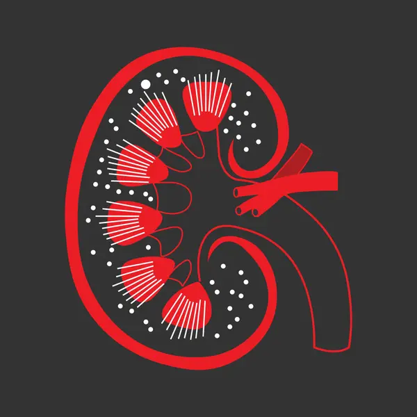 Böbrek, kandaki atığı ve fazla sıvıyı filtreleyerek idrar oluşturan fasulye şeklinde bir organdır. Kan basıncının düzenlenmesinde, elektrolitlerin dengelenmesinde ve kırmızı kan hücresi üretimi ve kemik sağlığı için hormon üretiminde kilit rol oynar..