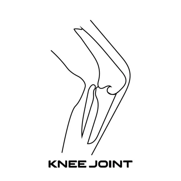 Bu diyagram, diz ekleminin anatomisini, hareket ve destek sağlayan kemik yapısını, eklem alanını ve bağlantıları gösterir..