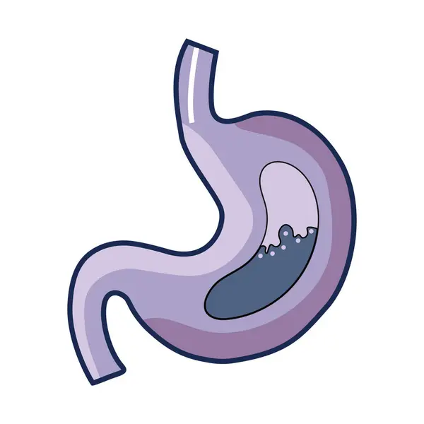 Sağlıklı bir midenin temiz ve detaylı bir temsili, anatomik şeklini modern ve minimal bir tasarım ile sergiliyor, tıbbi veya sağlıklı projeler için ideal..