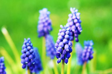 Şişme çiçek Muscari Ermeniacum - Modrenec