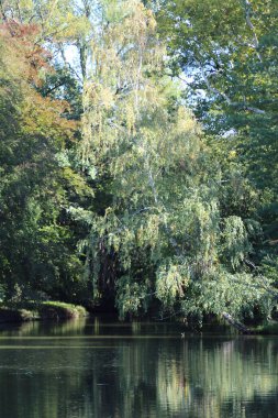 Göl kenarındaki briç ağacı. 