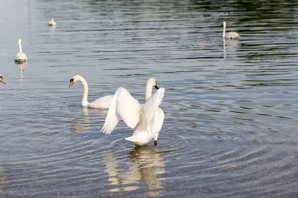 Sakin bir gölde süzülen ve yüzen görkemli beyaz kuğu sürüsü ön planda zarif bir şekilde kanatlarını açıp suda dalgalanmalar yaratıyor..