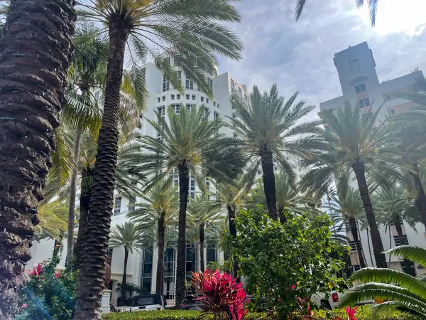 Arka planda modern yüksek binaları olan uzun palmiye ağaçlarının olduğu bereketli bir tropikal manzara. Parlak güneş ışığı yaprakların arasından süzülerek sakin ve sıcak bir şehir vahası oluşturur..