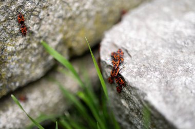 Yeşil otların arasında taş yüzeylerde toplanan bir grup kundakçının yakın çekim makro görüntüsü. Canlı kırmızı ve siyah böcekler, dokulu gri taşlarla keskin bir tezat oluşturarak çarpıcı bir doğal bileşim sunuyorlar.