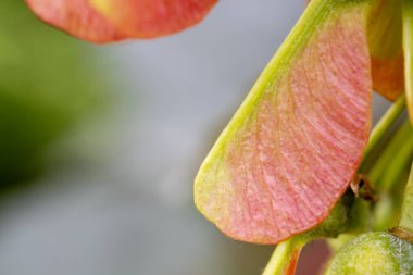 Kanatlı akçaağaç tohumunun (samara) makro fotoğrafı yumuşak, bulanık bir arkaplan üzerinde karmaşık damar ve doğal pembemsi-kırmızı renkler gösteriyor. Doğal gün ışığında yakalandılar.