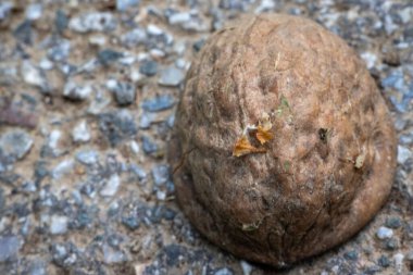 Kabuklu bir çakıl yüzeyinde duran yarım ceviz kabuğunun yakın çekim makro fotoğrafı. Kabuk desenli ve topraksı, küçük kuru yapraklar ve üzerine yapışmış organik kalıntılar, doğal çürümeyi ve sonbahar titreşimlerini gösteriyor.