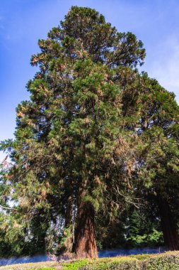 Parlak mavi bir gökyüzünün altında, ormandaki görkemli sekoya ağacı. Kırmızı-kahverengi kabuk ve yoğun yeşil tepe örtüsü, gücü, yaşı ve doğal manzaraların ihtişamını sembolize eder..