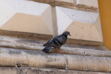 Tek bacaklı bir güvercin, geometrik desenli bir binanın kenarına tünemiş. Bu görüntü, şehir yaşamını ve şehir yaşamını yansıtıyor, yalnızlık, miras ve birlikte yaşam temaları sunuyor..