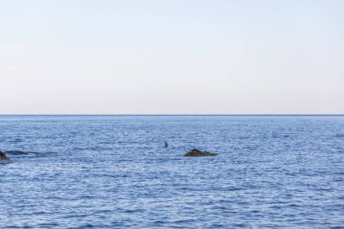 Yumuşak pastel bir gökyüzünün altında sakin mavi okyanus sularını barındıran sakin bir deniz manzarası. Uzakta, sudan çıkan bir kayanın üzerinde yalnız bir karabatak tünemesi doğadaki huzuru ve izolasyonu simgeler.
