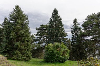 Yüksek çam ağaçları, yeşil çalılar ve arka planda bulutlu gökyüzü olan manzara, orman doğasını, yeşilliği, ekolojiyi ve açık hava ortamını temsil ediyor..