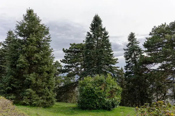 Yüksek çam ağaçları, yeşil çalılar ve arka planda bulutlu gökyüzü olan manzara, orman doğasını, yeşilliği, ekolojiyi ve açık hava ortamını temsil ediyor..