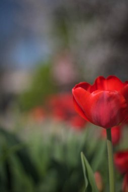 arkaplanı bulanık yeşil çimen