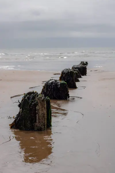 Hollanda 'nın kuzeyindeki sahilin manzarası.
