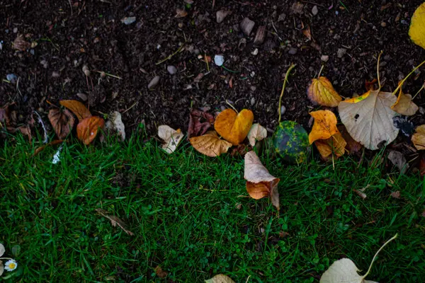 Sarı ve kahverengi sonbahar yaprakları bahçede yerde. arkaplan