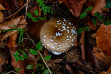 Ormanda panter mantarı