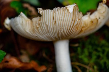 Sonbahar ormanlarında Amanita Pantherina Spor 'a yakın.