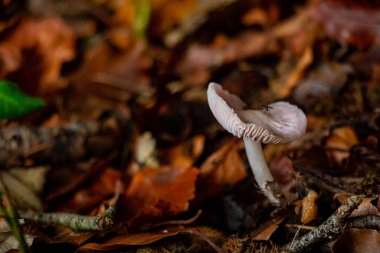 Mycena galericulata mantarı sonbaharda bir ormanda