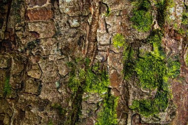 Ağaç kabuğu dokusu, kapat