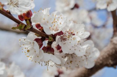 Bahar kiraz çiçekleri yakın plan