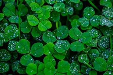 Üzerinde çiy damlaları olan bir yonca çimenliğinin yakın görüntüsü.