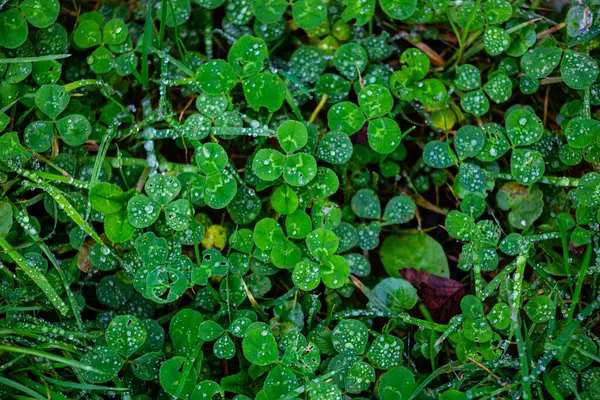 Yeşil yonca yapraklarının üzerindeki çiğ taneleri