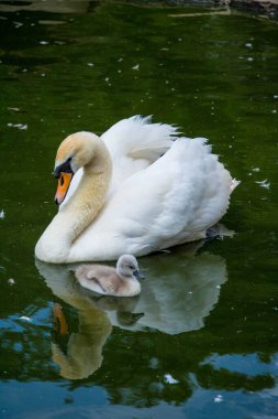 Bir kuğu ve bir bebek cygnet sakin suda yüzerler.