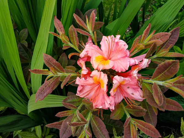 Bahçede yeşil yapraklı aczaleas çiçeği