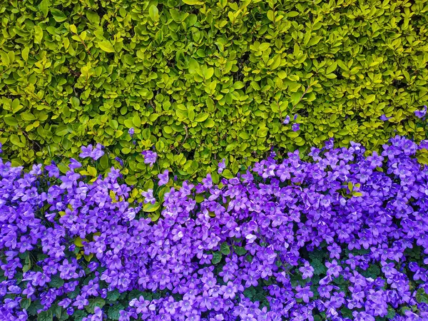 Altta mor çiçeklerden oluşan bahçe çiti ve üstte yeşil yapraklar çerçeveyi ikiye böler.