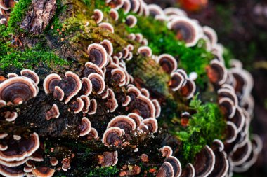 Polyporus versicolor (Trametes versicolor Coriolus versicolor olarak da bilinir) ağaç taç üzerinde yosun ile, kapat