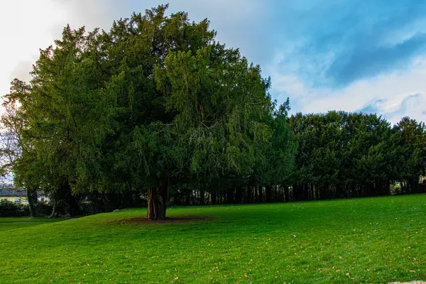 Yeşil bir yamaçta büyüyen yeşil ağaç, yukarıda mavi gökyüzü.