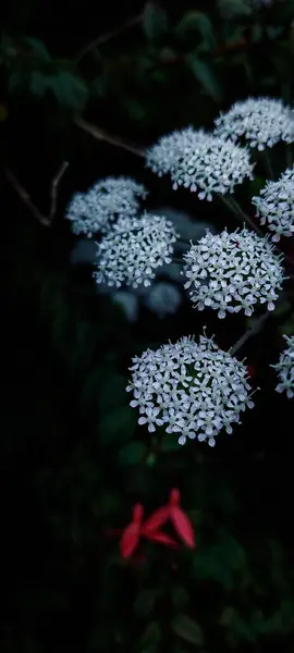 İrlanda 'da yaşlı çiçeklerin beyaz çiçekleri