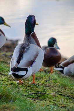 Drake sırtı kameraya dönük duruyor ve kameraya bakıyor. 