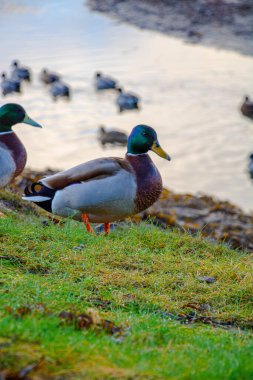 Çimlerin üzerinde dikey duran bir Drake 'in görüntüsü.