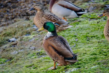 Vahşi doğada diğer ördeklerle çevrili bir yaban arısı.