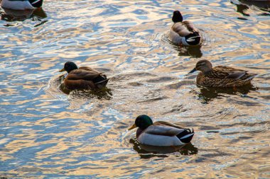 Ördekler çok sayıda yansımayla gölde yüzerler.