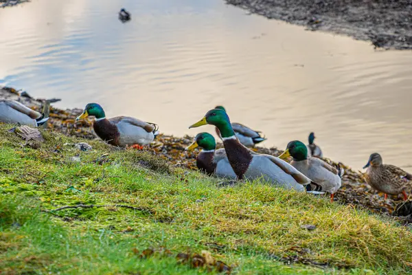 Bir çok ördek çimenlerde yürüyor, arkasında su yüzeyi var.