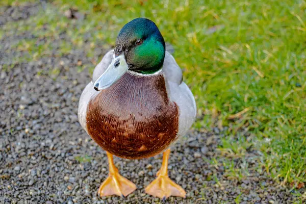 Yeşil kafalı, kahverengi boyunlu Drake kameraya doğru yaklaşıyor.