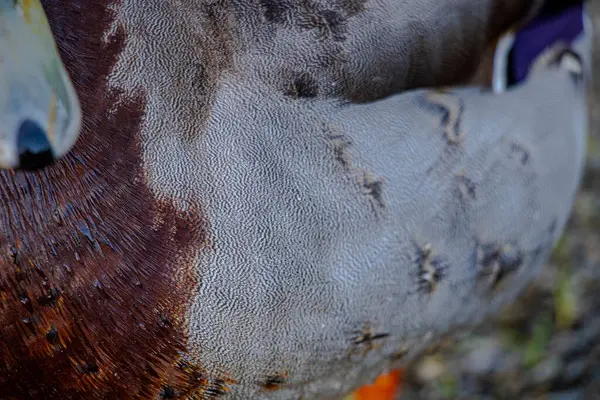 Yakın planda drake kanatlarının dokusu