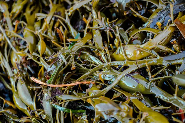 Yakın çekim çerçevesinde farklı türde yosunlar kumun üzerinde yatar.
